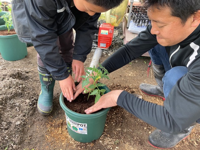 夏野菜の定植