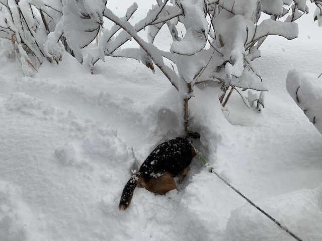 新雪は大好きです