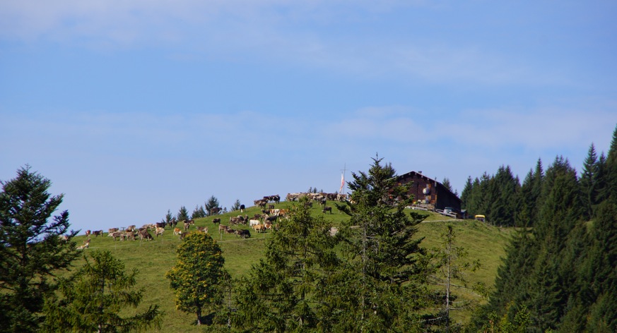 Alpe Osterberg – Viehscheid 2017