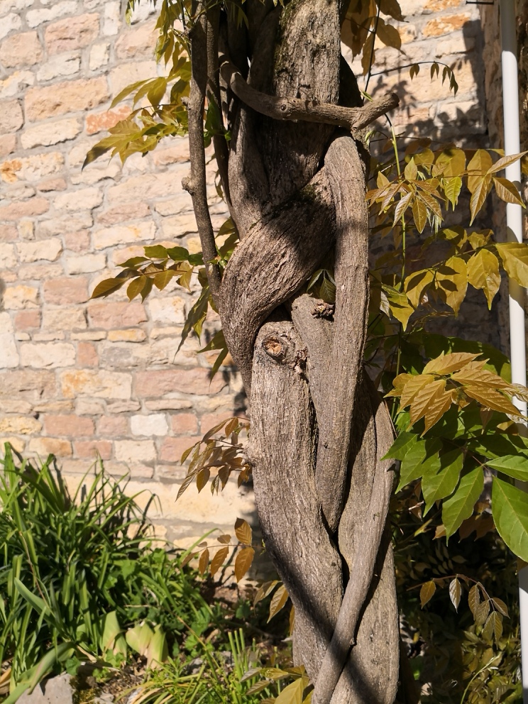 Gîtes du temps pour soi - cour d'entrée et glycine