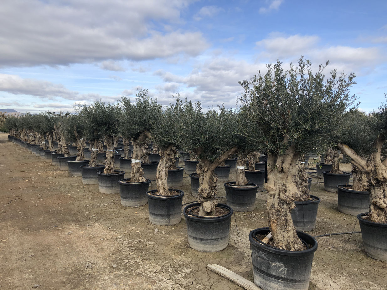 jawoll thuja Thuja orientalis 'Weedom' – Singing Tree Gardens Nursery