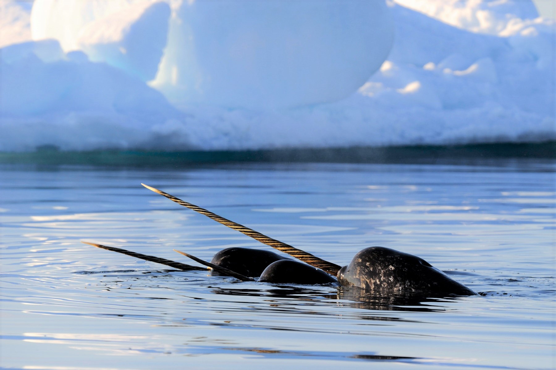 Narvals dans l'océan Arctique.