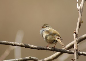 うぐいす