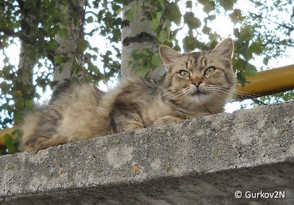 Gurkov2N, Витебский р-н. Бездомная кошка 