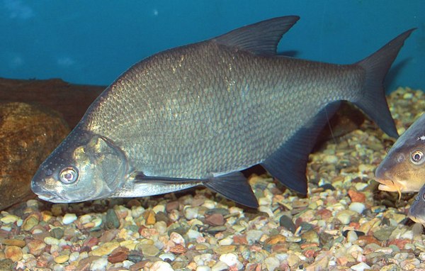 Отличия густера от леща на фото: сравнение особенностей рыб
