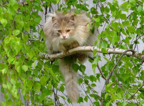Gurkov2N, Витебский р-н. Бездомная кошка 