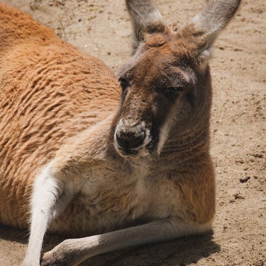 Semaine de l'ANZAC - "Australian slang"