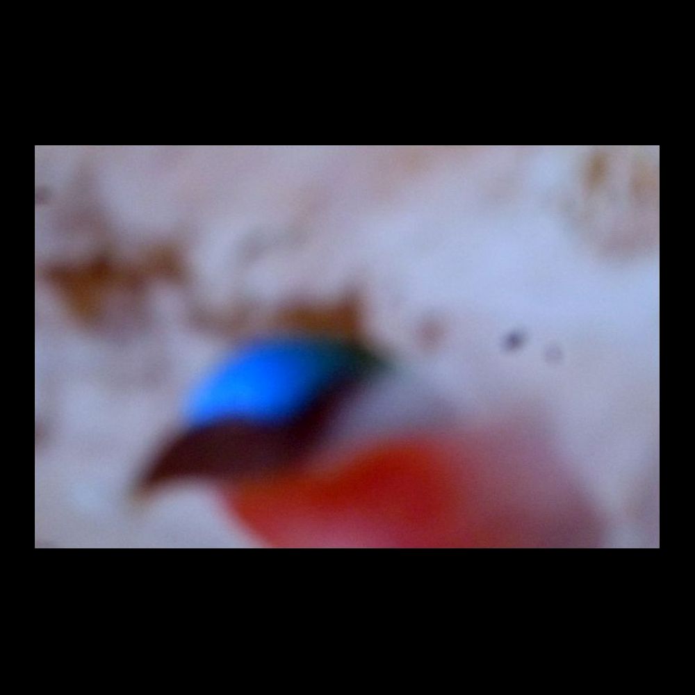 Brigitte Schön (Germany) - Kingfisher