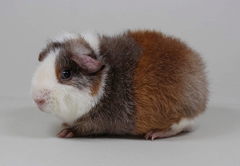 Meerschweinchen Us Teddy Kaufen