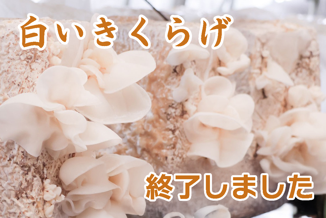 また来夏登場予定です。
