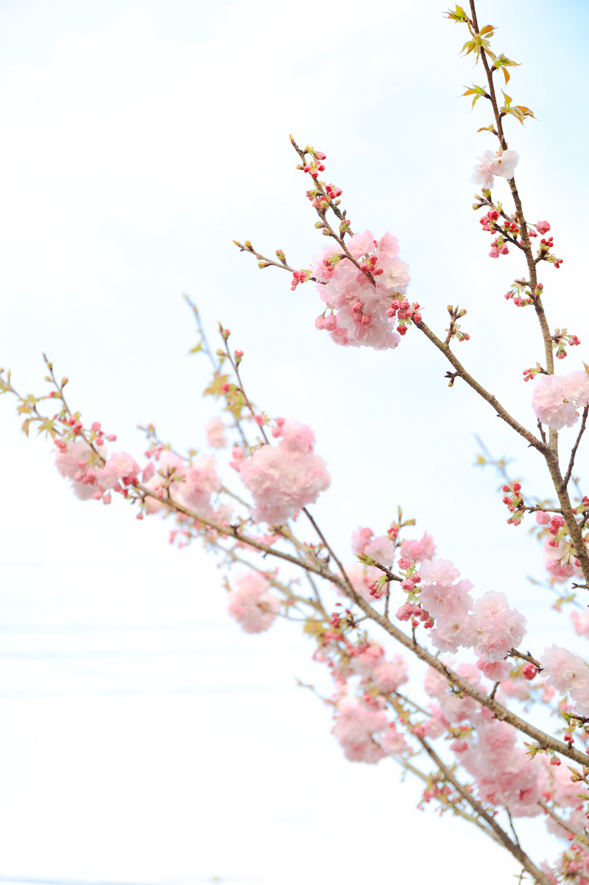 佐倉きのこ園に咲く「桜」🌸