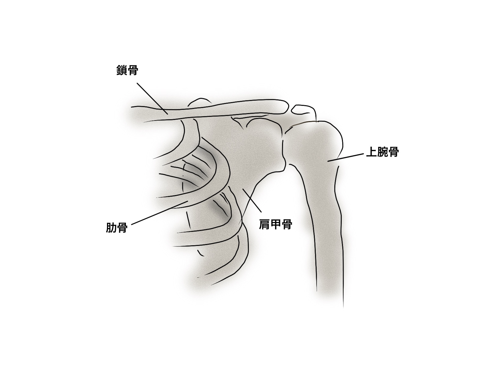 スポーツ時の【肩の痛み】の原因が膝からの症例