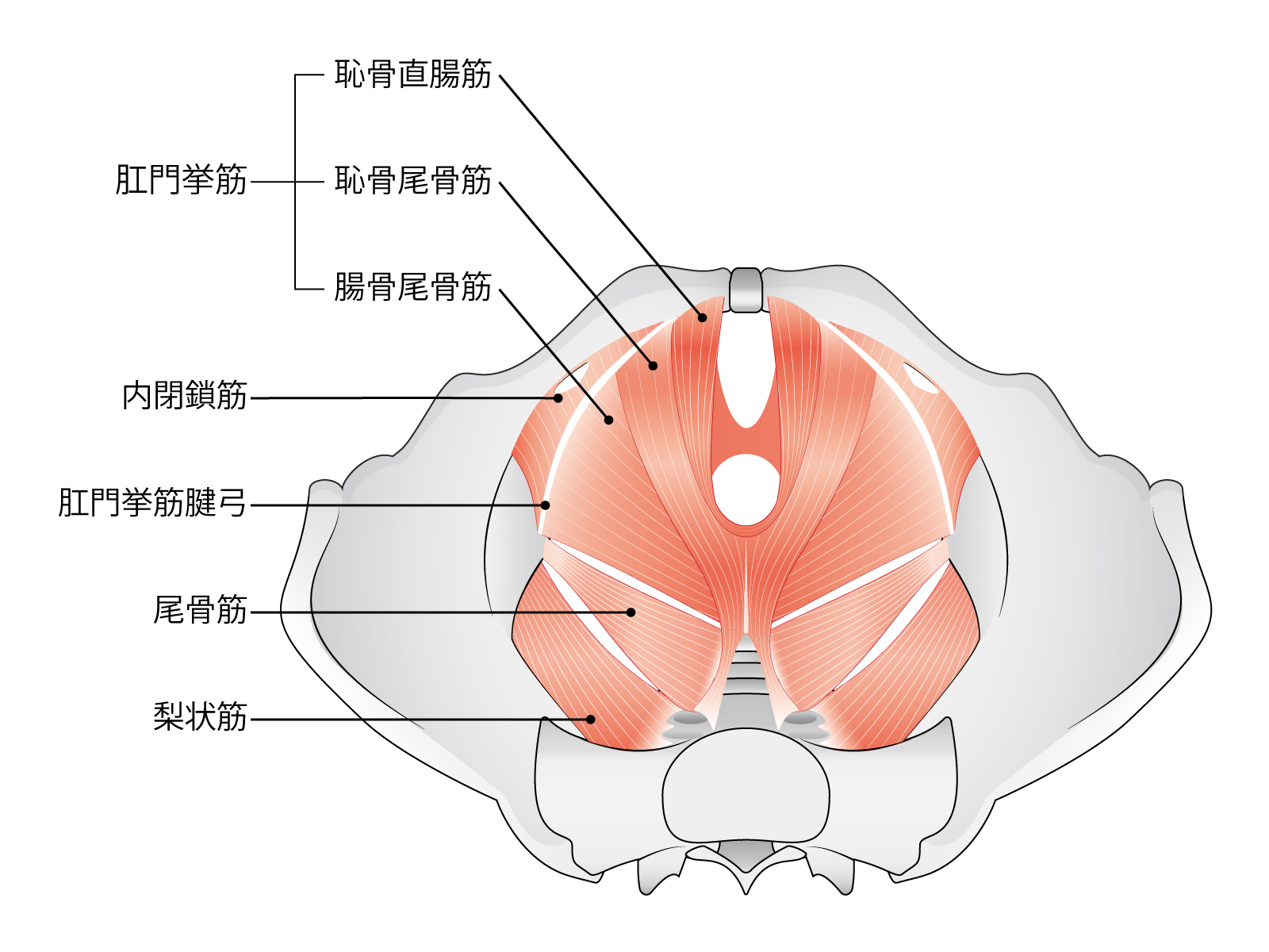 【骨盤底筋が硬くなる】生活習慣