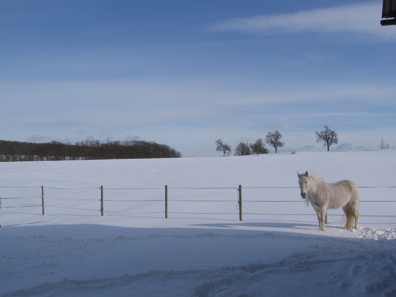 Venga auf dem Winterpaddock © Helfensteinhof Weiler o.H.