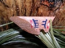 lightning-struck nameplate for lightning drums
