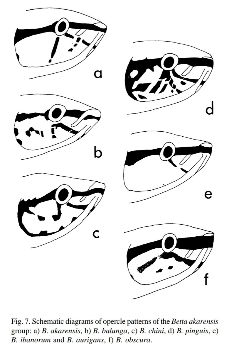 akarensisグループのメラニンパターンの比較。※THE FIGHTING FISHES (TELEOSTEI: OSPHRONEMIDAE: GENUS BETTA) OF SINGAPORE, MALAYSIA AND BRUNEIより引用