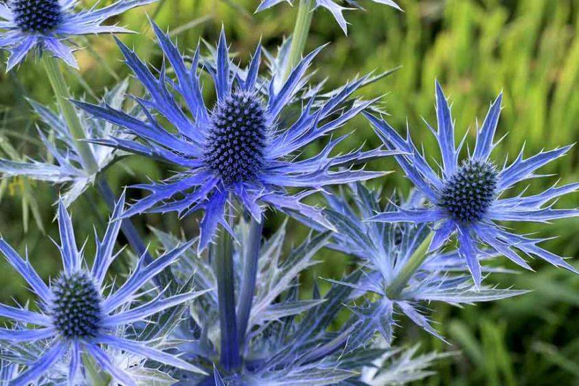 ERYNGIUM Big Blue AGM site of Camolin Potting Shed, Camolin