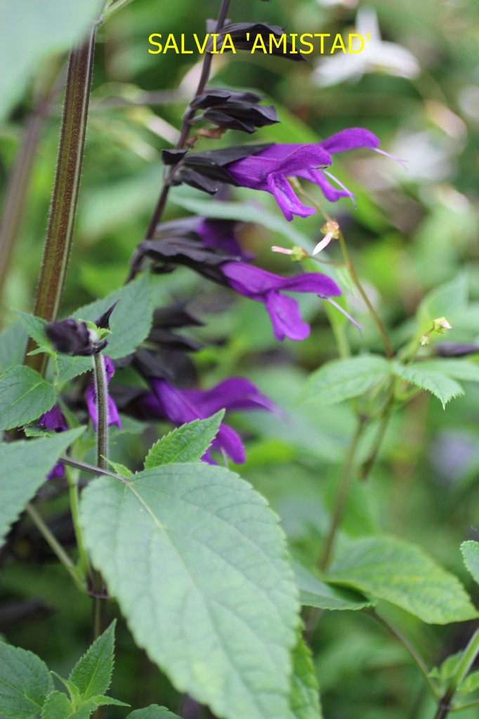 Salvia Amistad Agm Website Of Camolin Potting Shed Camolin Wexford Ireland