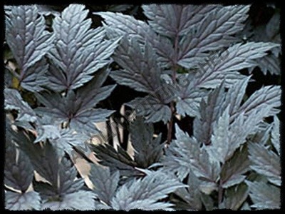 actaea chocoholic - website of camolin potting shed