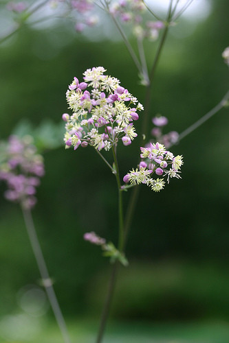 Thalictrum Elin - www.camolinpottingshed.com