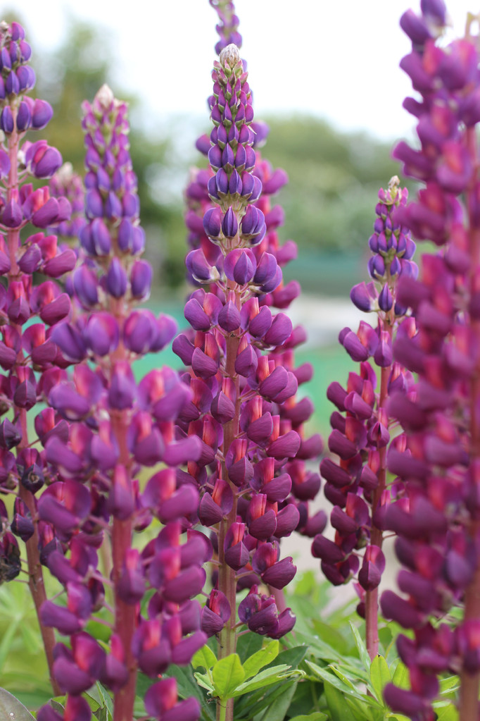 LUPIN MASTERPIECE site of Camolin Potting Shed, Camolin, Wexford, Ireland