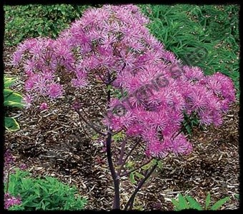 Thalictrum Black Stockings - Website of Camolin Potting 