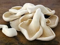 Pleurote