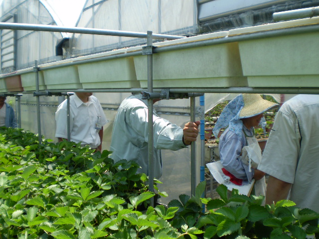 イチゴ栽培技術視察（岡山）　 Strawberry Cultivation Technology Inspection Tour (Okayama)　