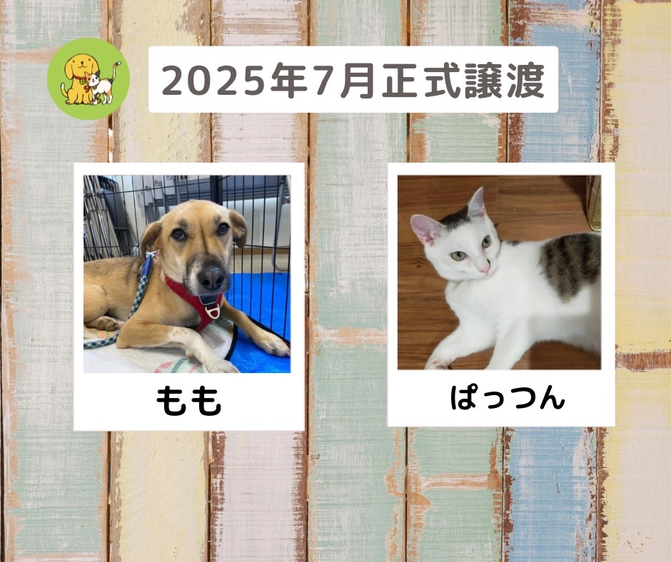 譲渡報告　2025年7月