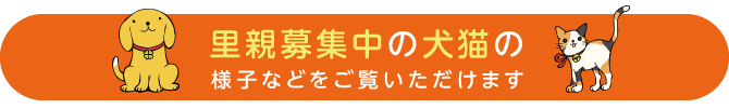 里親募集中の犬猫の様子などをご覧いただけます