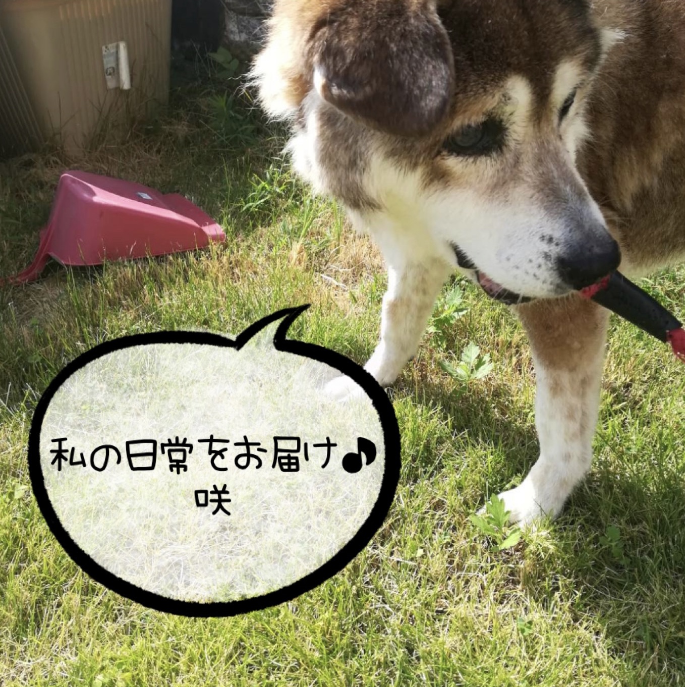 シニア犬咲ちゃん介護日記 vol.1