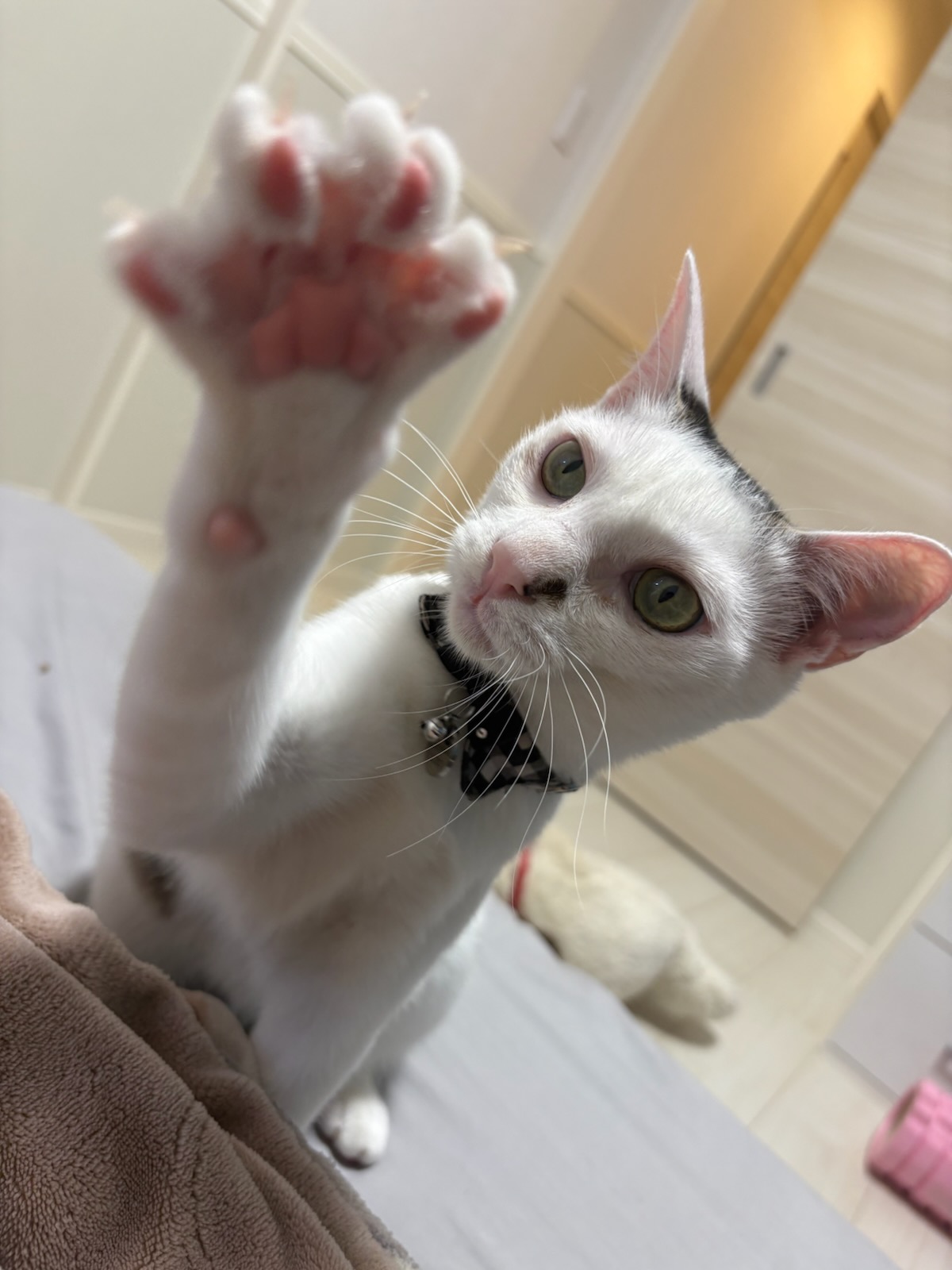 ぱつまる　噛んで起こしてきたりといたずらも多く大変ですが癒されてます。8/12