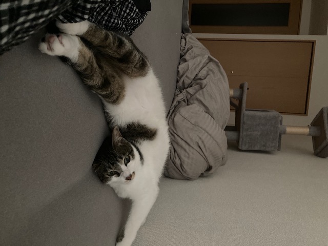 ラテ　最近はベッドを広々使い、飼い主の寝る場所を占領しようとしています。7/12