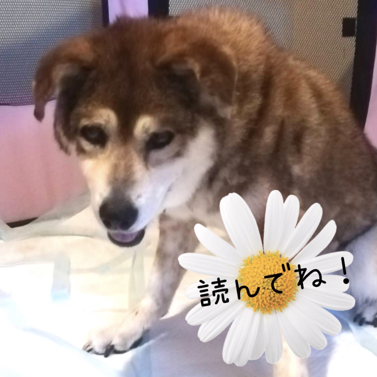 シニア犬咲ちゃん介護日記　vol.2