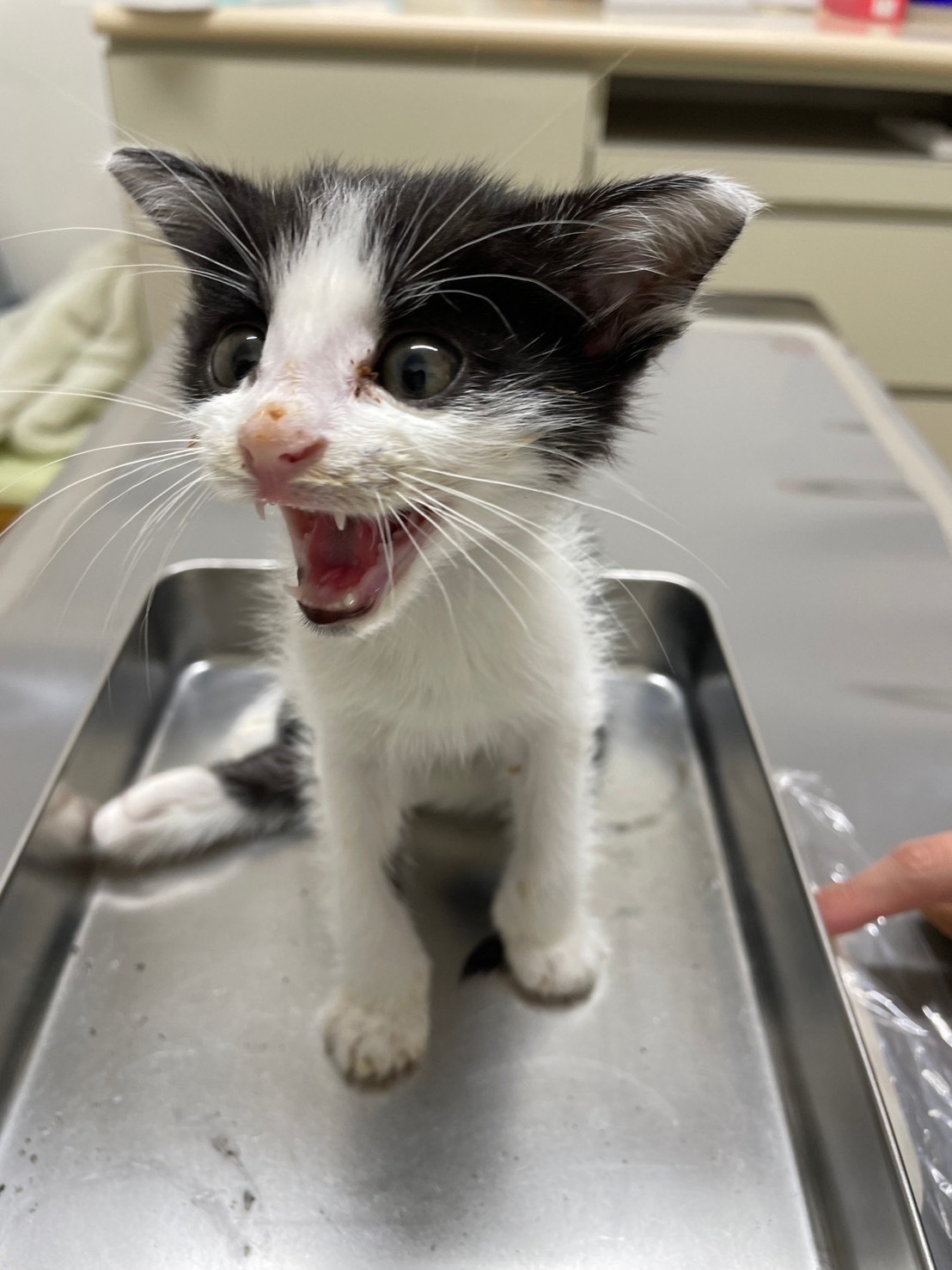 複雑骨折の子猫トムを預かって