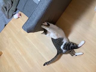 ラテ　１歳になりました！ソファーに爪が引っかかっちゃいました。5/9