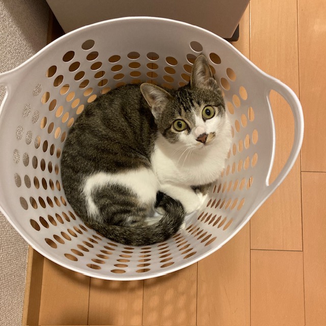 テテ　今は洗濯カゴに入るのがお気に入りです　4/6