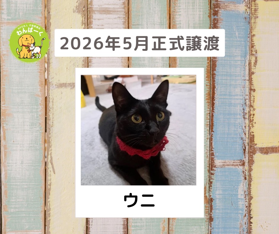 譲渡報告　2026年5月