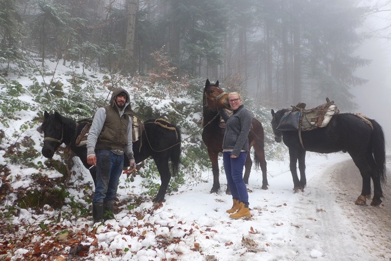 Horses to get lumber out of the woods