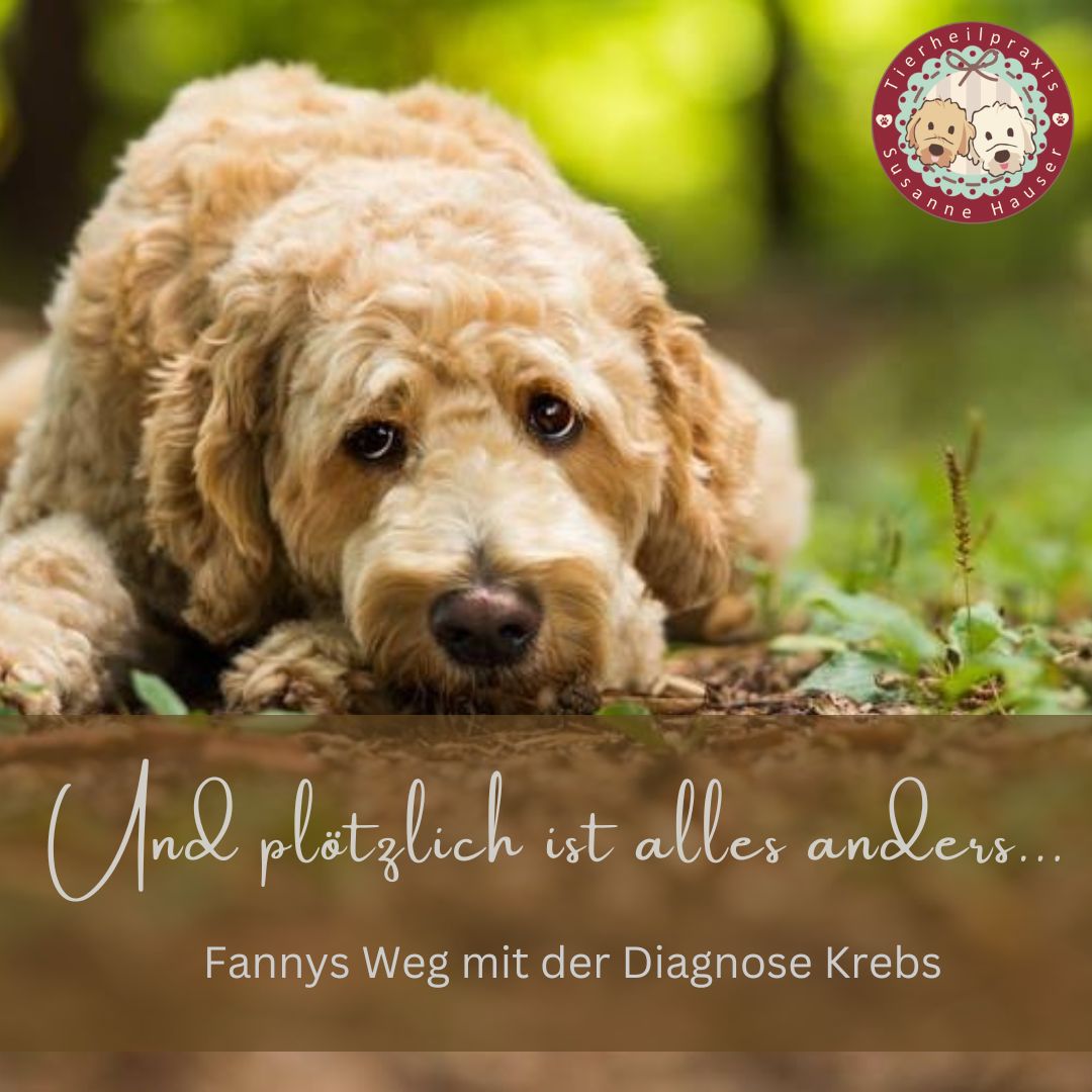 Und plötzlich ist alles anders - Fannys Weg mit der Diagnose Krebs