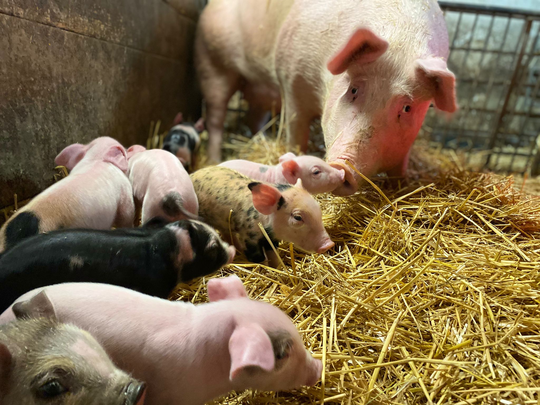 Klar kommen auch die Schweinchen in den Genuss von Frequenzen