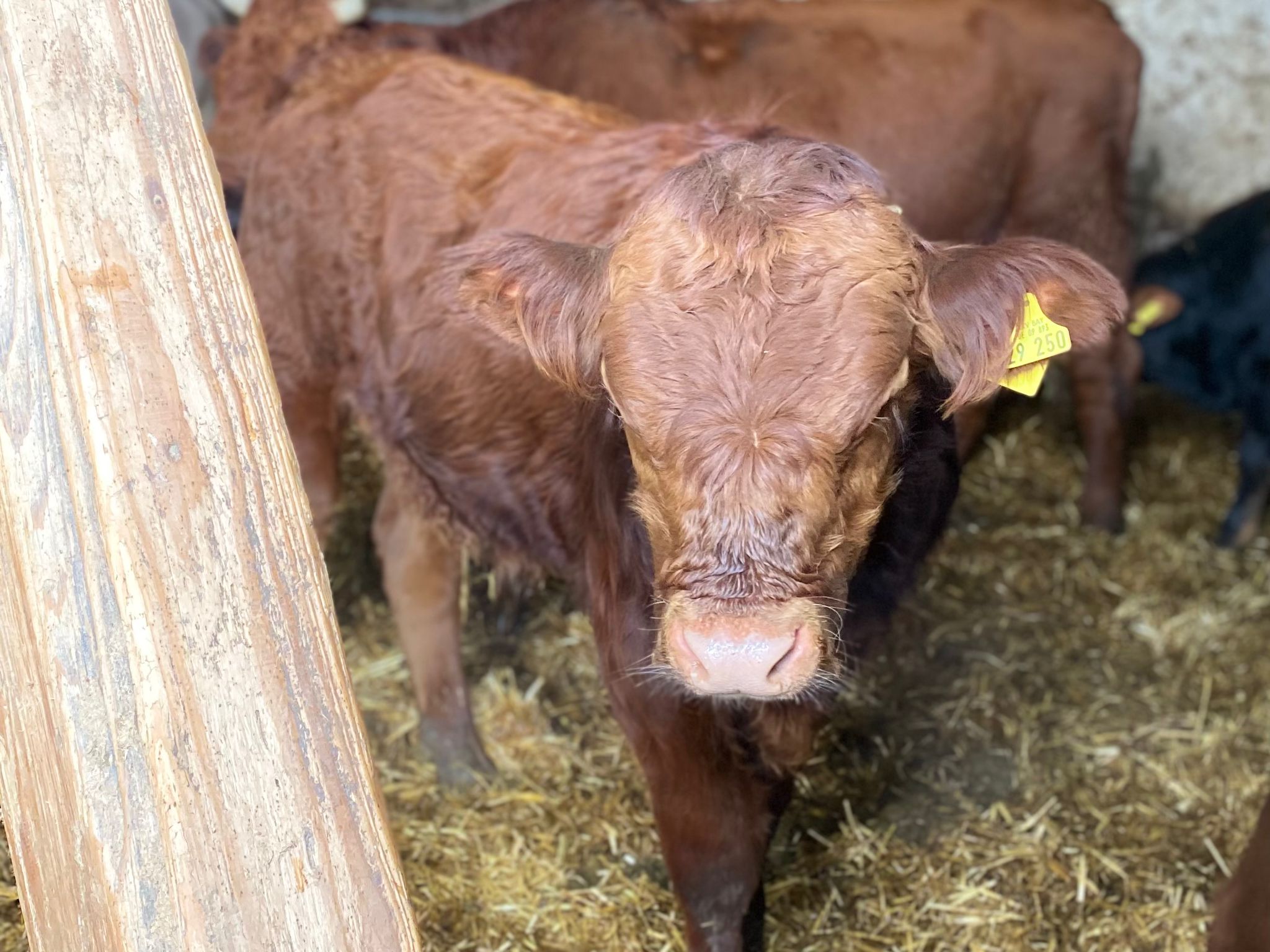Kälbchen und Mama kommen auch in den Genuss von Magnetfeld und Schwingungen 