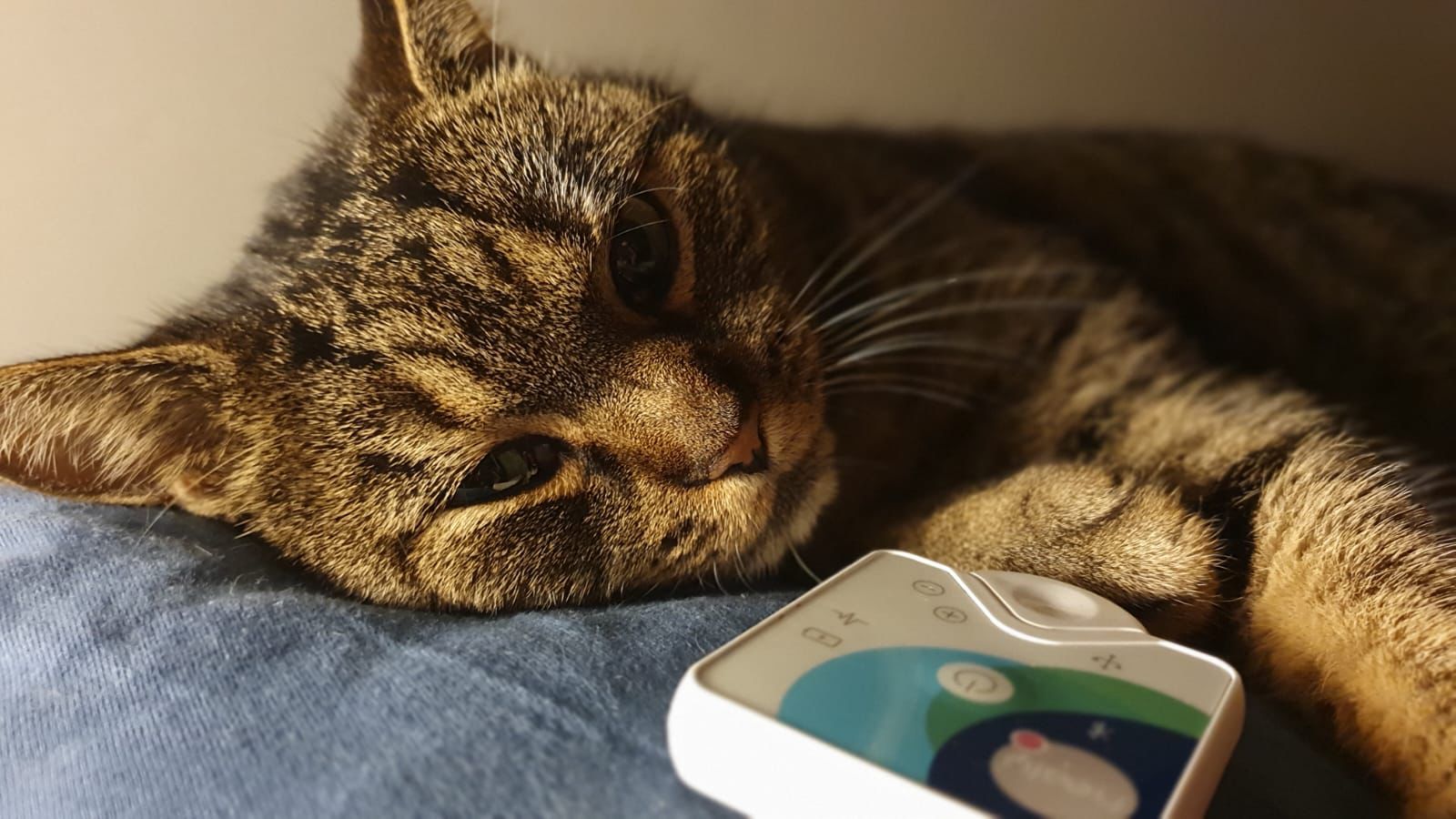 Kater Timur genießt seine Healy Frequenzen