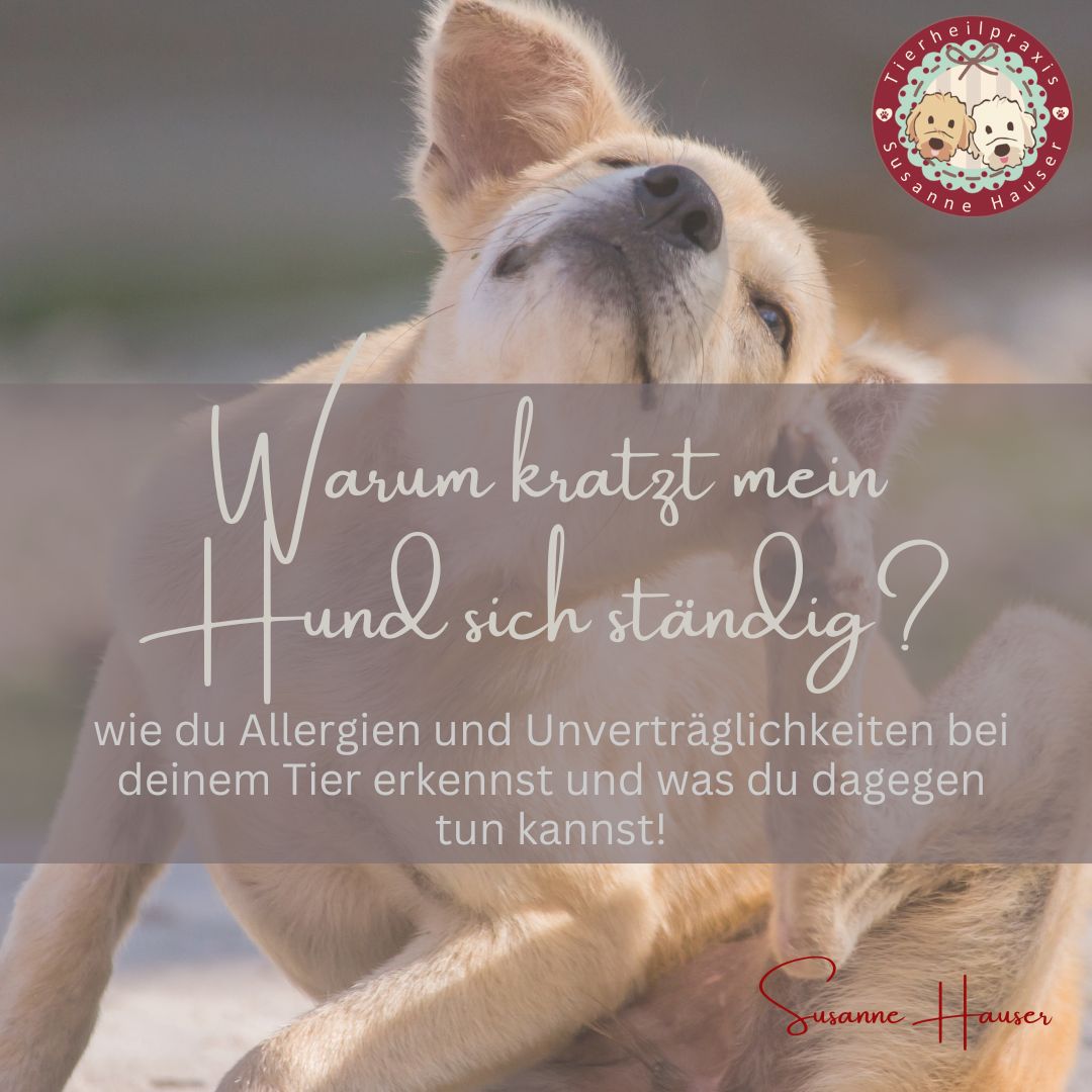 Wie erkennst du Unverträglichkeiten bei deinem Hund und wie kann die alternative Tierheilkunde helfen?