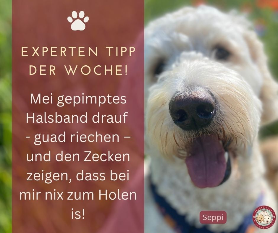 Frühlingszeit ist Zeckenzeit Teil 2