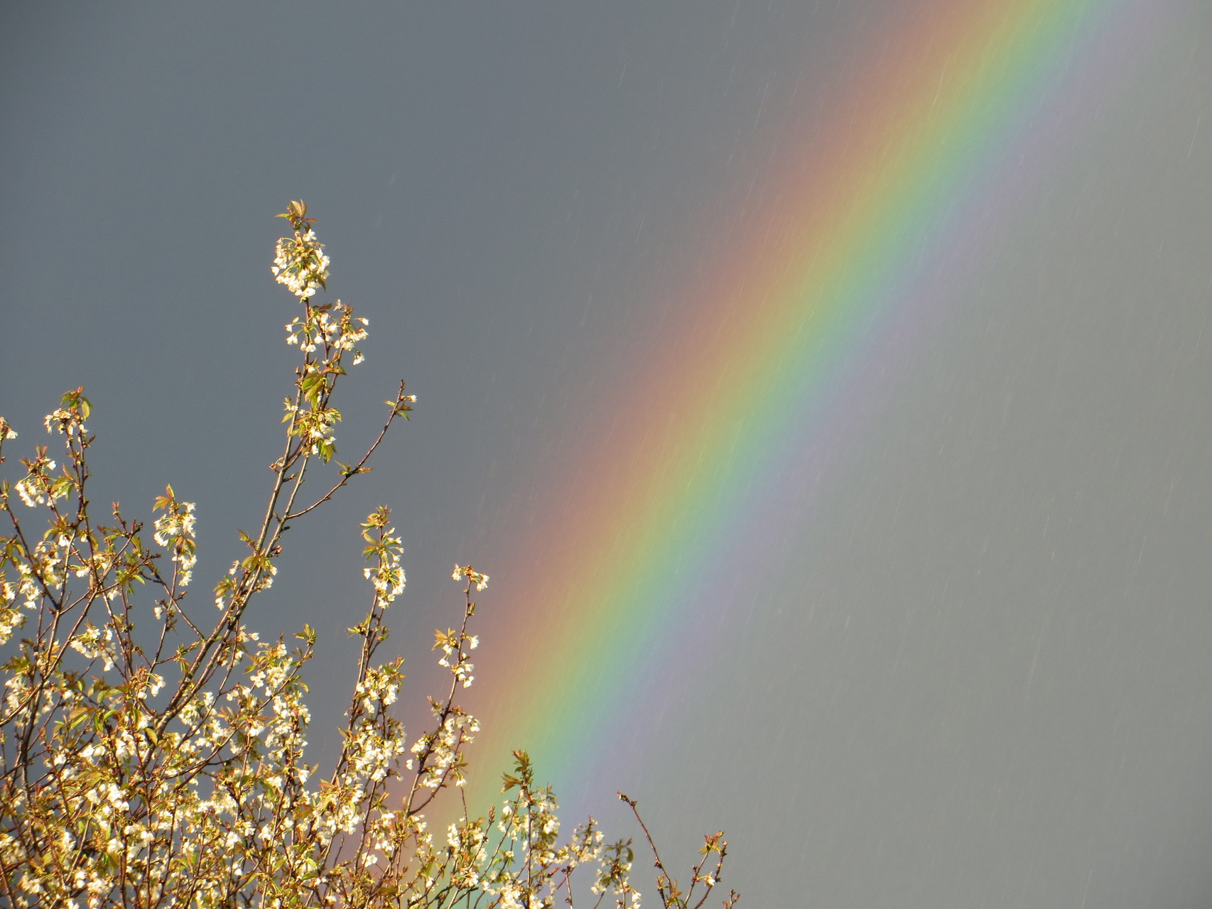 Regenbogen und Kirschenblüte