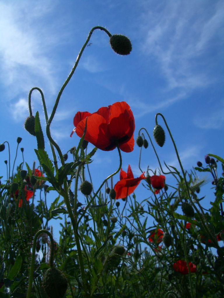 yellow flower