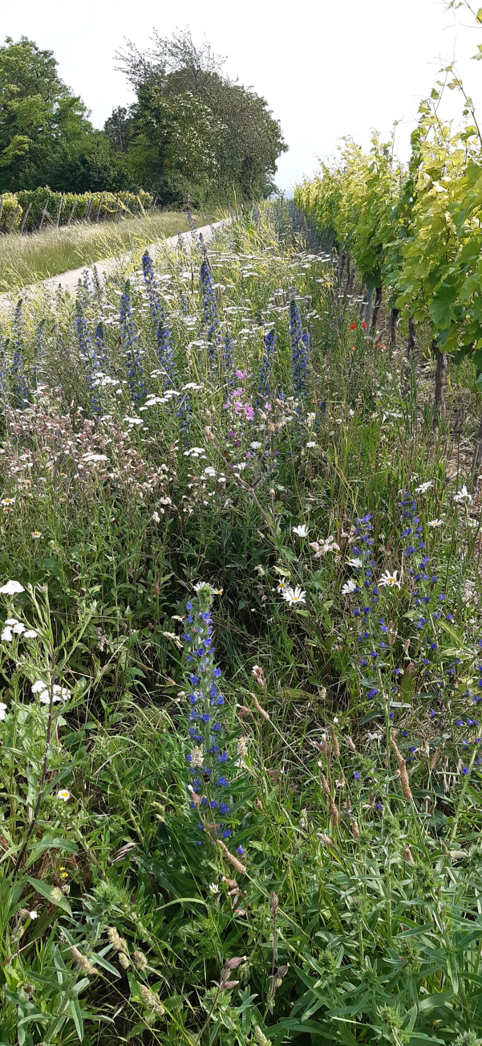 Blühstreifen, Sommer 2025