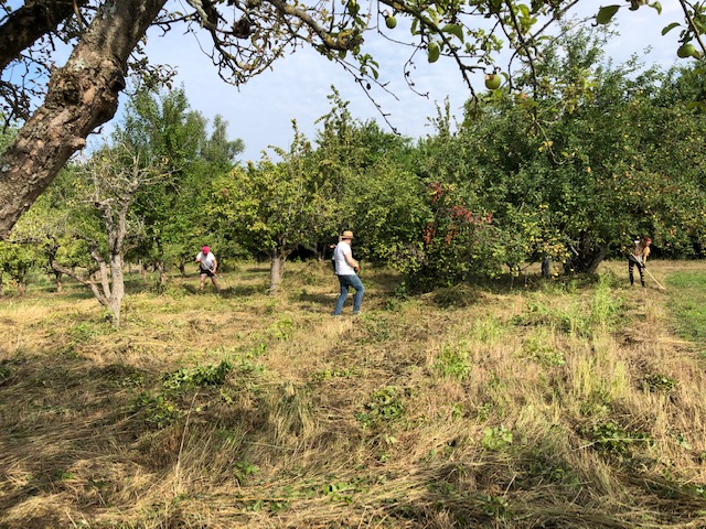 Die Pflege von reaktivierten Streuobstwiesen hilft die Biodiversität zu steigern.