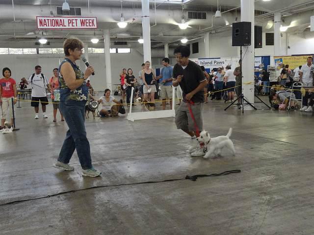 American Kennel Club CGC Test中（＠Honolulu）